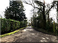 The Avenue the entrance to Pecks Farmhouse & Hall Farm