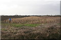 Pheasant cover by the path from Langton