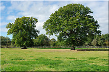 TQ1427 : Two oaks by Robin Webster