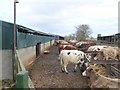 NZ0681 : Cattle feeding at East Shaftoe Hall Farm by Oliver Dixon