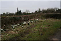 TF1381 : Snowdrops on the road from West Torrington to West Barkwith by Chris