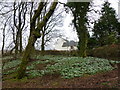 Snowdrops at Crossflatt