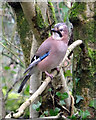 Jay from the Woodland Hide, Risley Moss Nature Reserve