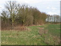 Trees shielding arable land from the A12,  Hatfield Peverel