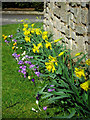 Spring flowers in Church Warsop