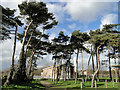 Church of the Latter Day Saints and pine trees