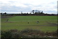 Horses in a field near Ulwell