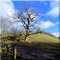 Oak seen from Mathon Road