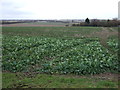 Crop field, Burnham Mill Farm