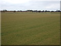 Flat grassland near Sandhill Grange