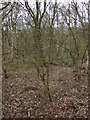 Woodland, Epworth Turbary Nature Reserve