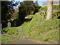 Churchyard Crocuses 