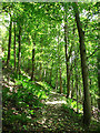 Summer, Hermitage Wood