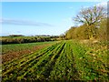 Farmland, Savernake