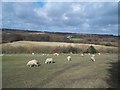 Grazing near Manor Farm in Hartshorne