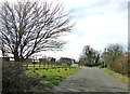 Daffodils beside the road at Grove Farm