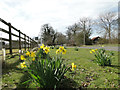 Daffodils beside the road at Grove Farm