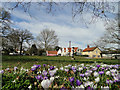 Crocuses on The Green at Earl Soham