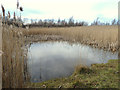 Reed Bed at Colliers Moss Common Nature Reserve