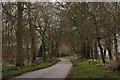 The first daffodils, on the road through Edlington