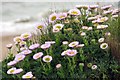 Seaside daisies on the clifftop