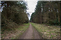 Track in Stapleford Wood