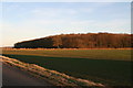 Twenty Acre Plantation, from the road past Spotted Lodge