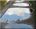 SJ9598 : Towpath Puddles by Gerald England
