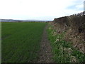 Crop field and hedgerow, Barrow Hill