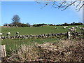 Sheep grazings on the east side of Cottage Road