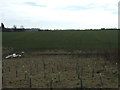 Newly planted trees and farmland