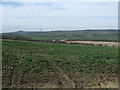 Crop field, Hawthorne Hill Farm