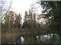 The Decoy pond in Brent Park