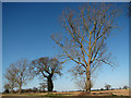 Trees on field boundary