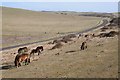 TV5695 : Ponies grazing near Beachy Head by Philip Halling