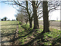 Trees growing along a field boundary