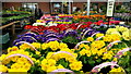 Primroses and polyanthus, Trioscape Garden Centre