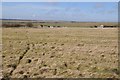 Grassing land near Black Robin Farm