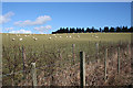 Sheep on the Hill of Thomastown