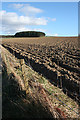 Small Plantation near Heathfield.