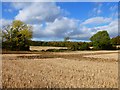 Farmland, Sunningwell