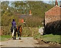 Horses on the lane, Dunnington