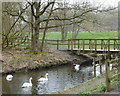 Swans on Pennington Brook