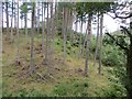 Woodland near Airdrie Mill