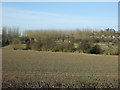 Crop field towards the Anston Brook