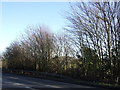 Trees beside Worksop Road