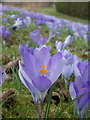 Forde Abbey: a crocus among thousands