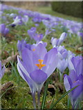 ST3505 : Forde Abbey: a crocus among thousands by Chris Downer