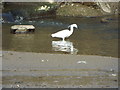Little Egret below Spicketts Brook Sluice