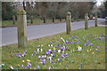 Roadside crocuses on How Lane